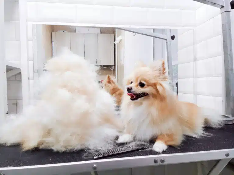 Гірка з вичесаного підшерстя вища за ріст шпіца, який лежить поруч з гребінцем