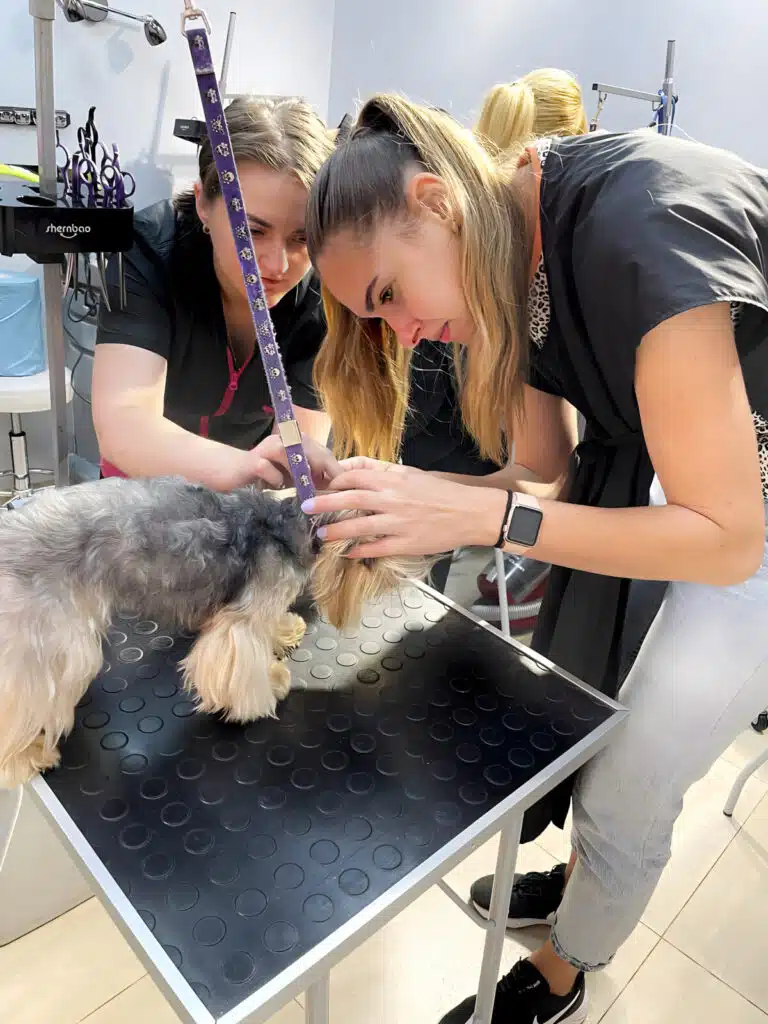 Двоє грумерів уважно оглядають голову йорка, який зафіксований на чорному столі фіолетовою ринговкою для безпеки