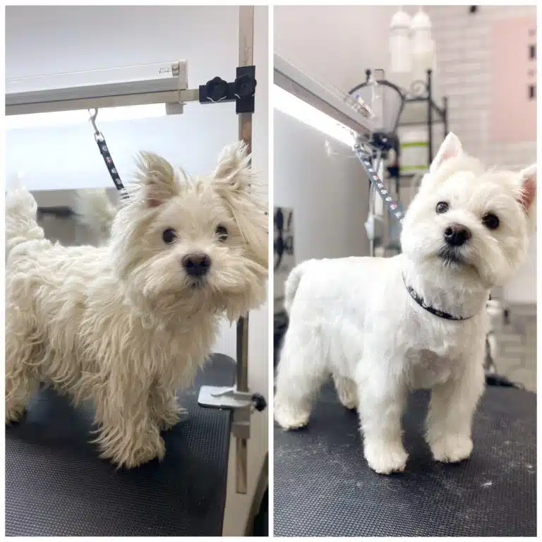 Колаж, на якому видно, як може виглядати вест після відвідування професійного салону грумінгу