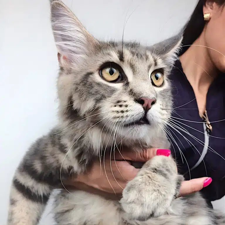 Мейн-куна тримає грумерка з темно-синій формі та з малиновим манікюром