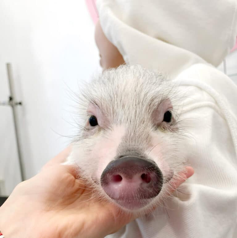 Майже білий міні-піг з сіро-рожевим п'ятачком сидить в руках дівчини з білим капюшоном на голові