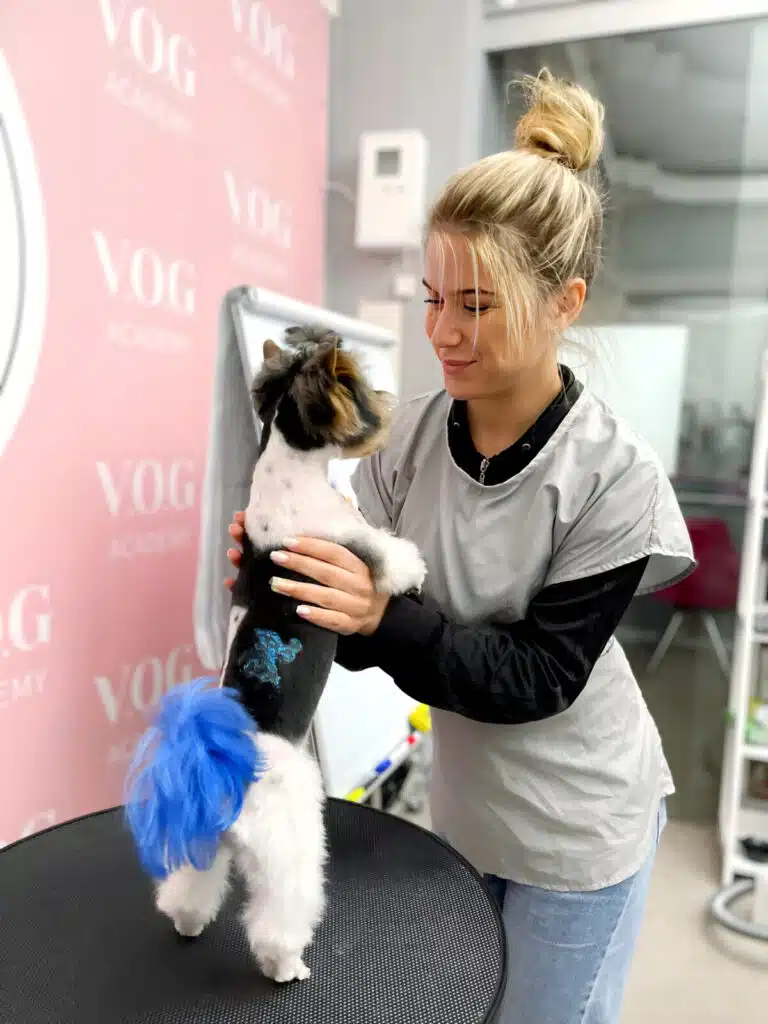 Дівчина в сірому фартусі підняла на задні лапи бівер-йорка з синім хвостом та глітером на боці