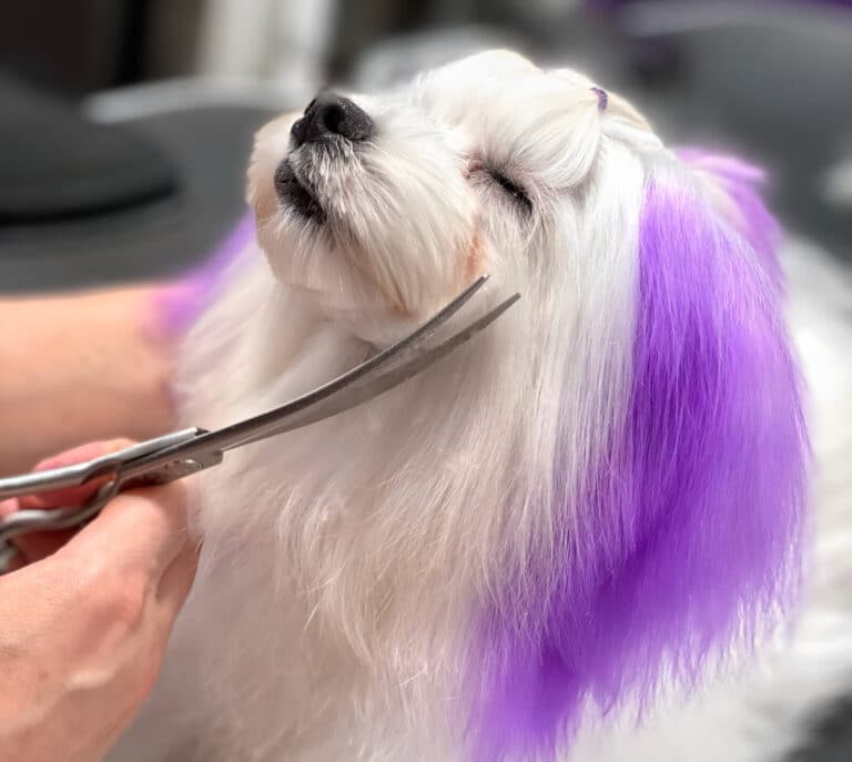 Мальтезе з фіолетовими вушками прикрив очі під час стрижки мордочки гострими ножицями
