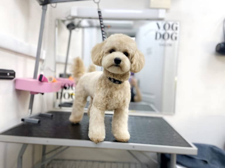 Кремовий мальтіпу на чорній ринговці стоїть спиною до дзеркала з логотипом салону в світлі кімнаті