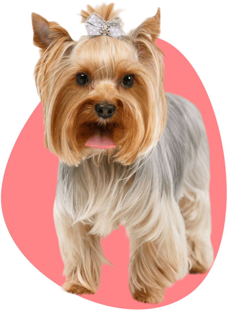 Золотистий йорк з довгою шерстю має топ кнот з сірим бантиком, забриті кінчики вух та довгі вії