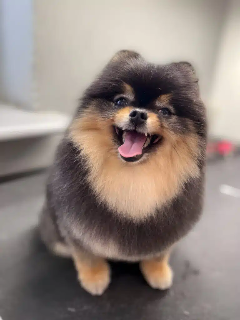 Чорний шпіц з рудими ділянками шерсті відкрив рота та показує язика, примруживши очі