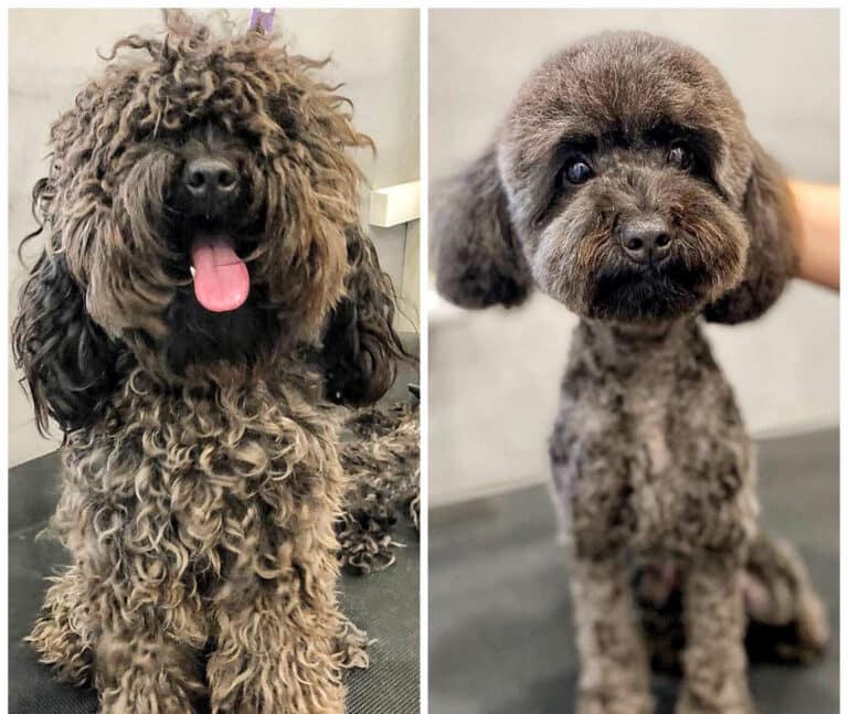 Чорний мальтіпу після перевтілення має акуратну плюшку, відкриті очі та мінімум шерсті на корпусі