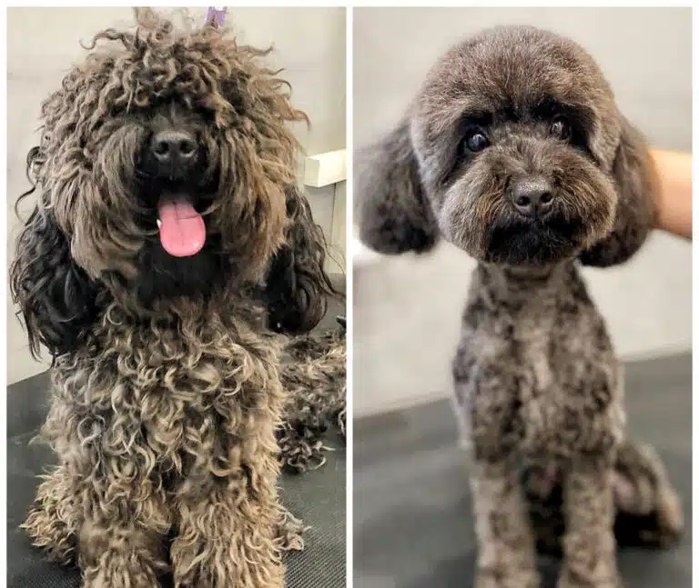 Чорний мальтіпу після перевтілення має акуратну плюшку, відкриті очі та мінімум шерсті на корпусі