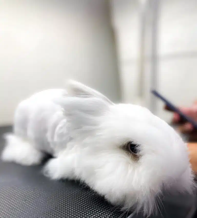 Білий кролик лежить на столі поряд з людськими руками, притиснувши вуха до голови