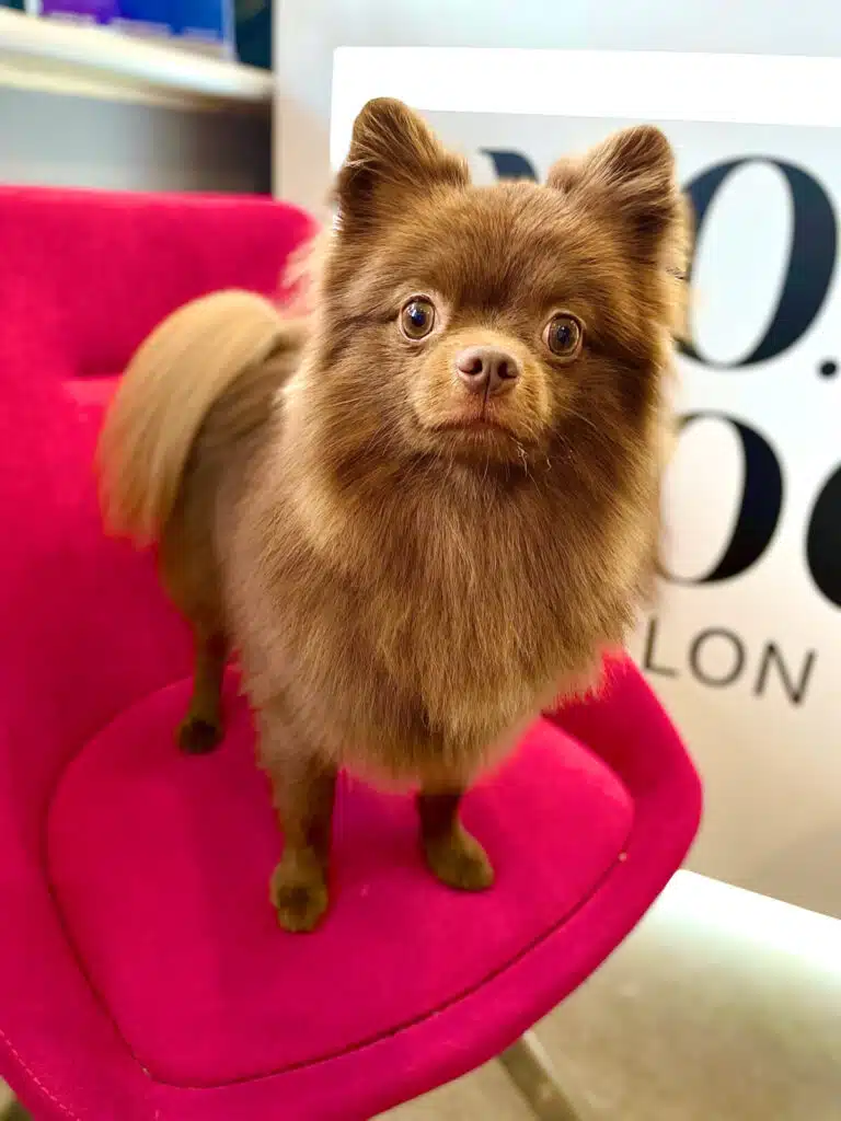 Коричневий шпіц з коричневими очима та носом уважно дивиться в об'єктив, стоячи на малиновому стільці