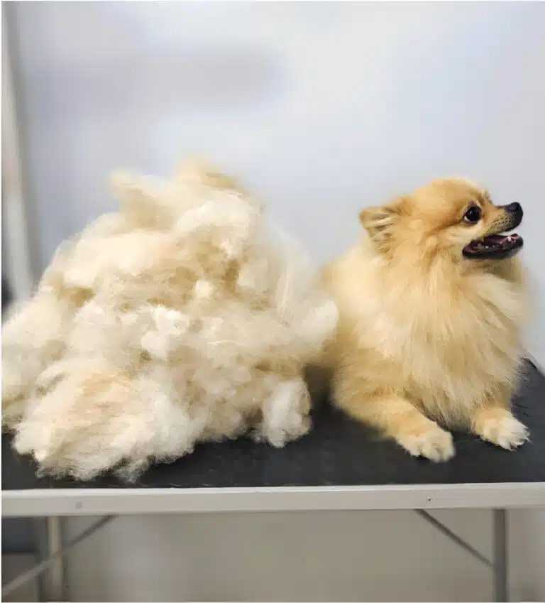 Кремовий шпіц не хоче дивитись на всю ту шерсть, яку грумер майстерно вичесав під час грумінгу