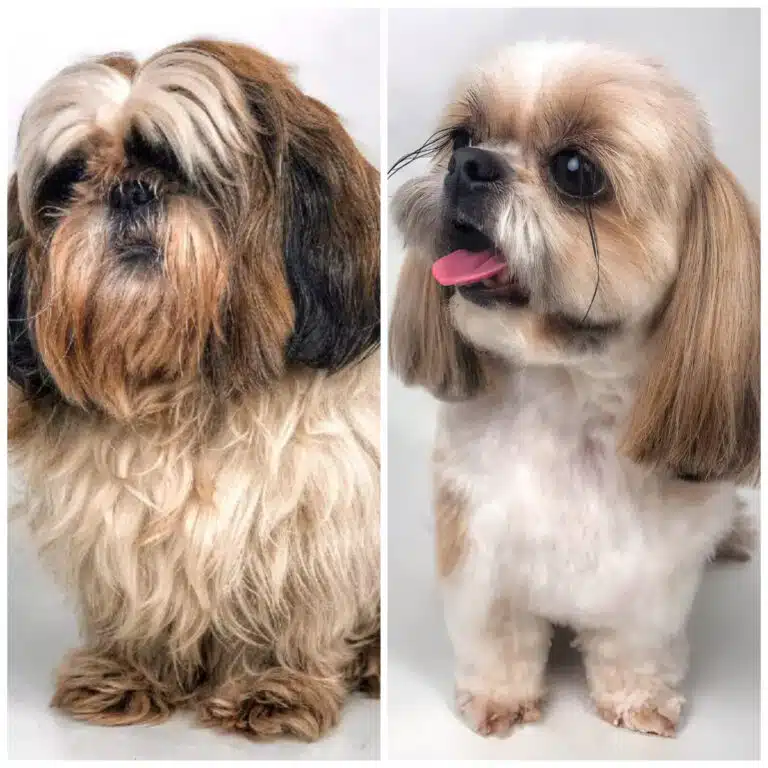 Колаж зі стрижкою ши-цу, на якому можна побачити неперевершене перевтілення після грумінг-салону