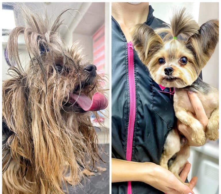 Йорк з довгими вушками, що стирчать, перед грумінгом мав вигляд бродяги