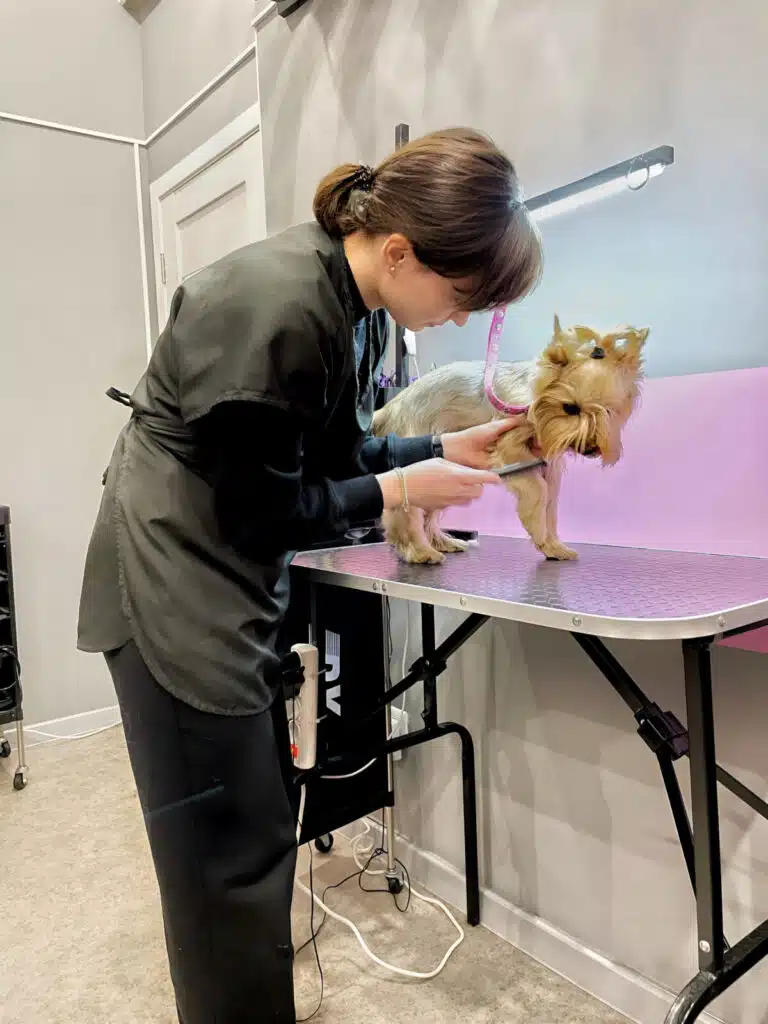 Дівчина з хвостиком та гривкою схилилась над йорком, якому прочісує шерсть на передній правій нозі