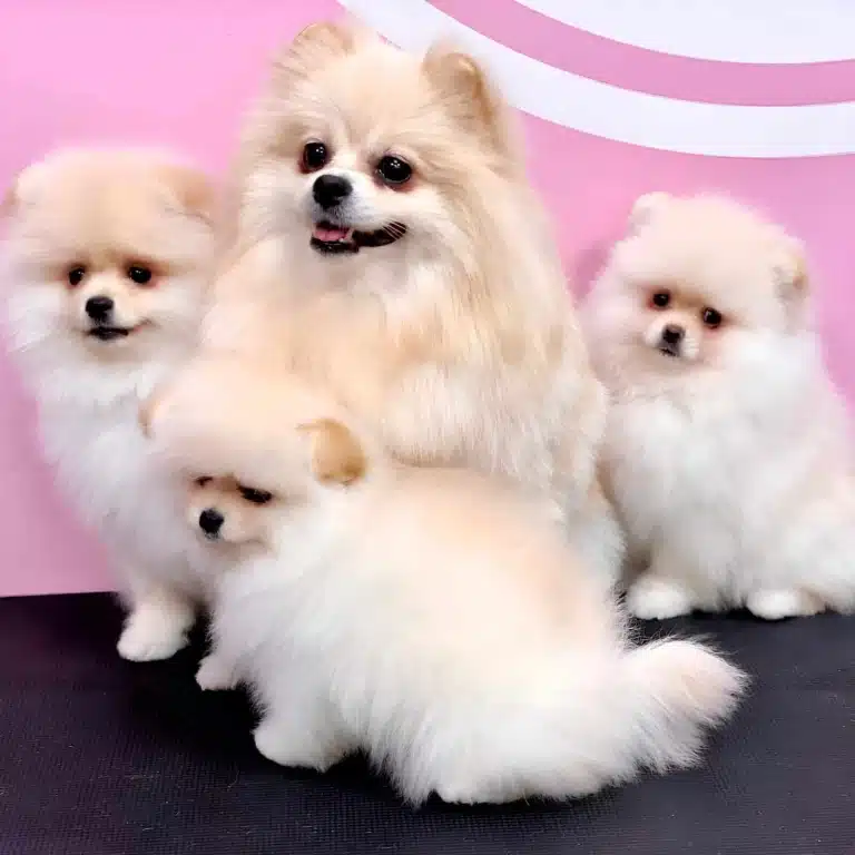 Шпіц зі своїми трьома цуценятами сидить спиною до рожевої стіни на чорному столику