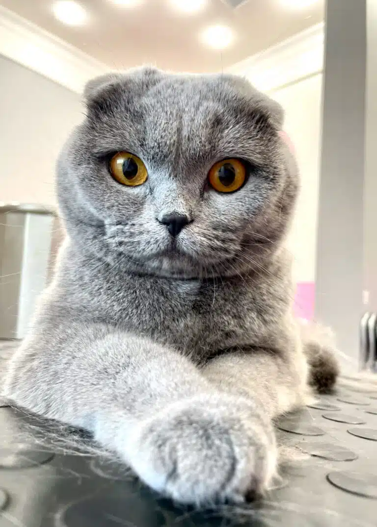 Британська клаповуха кішка з жовтими очима під лапками має трохи шерсті, яку майстер вичесав під час грумінгу