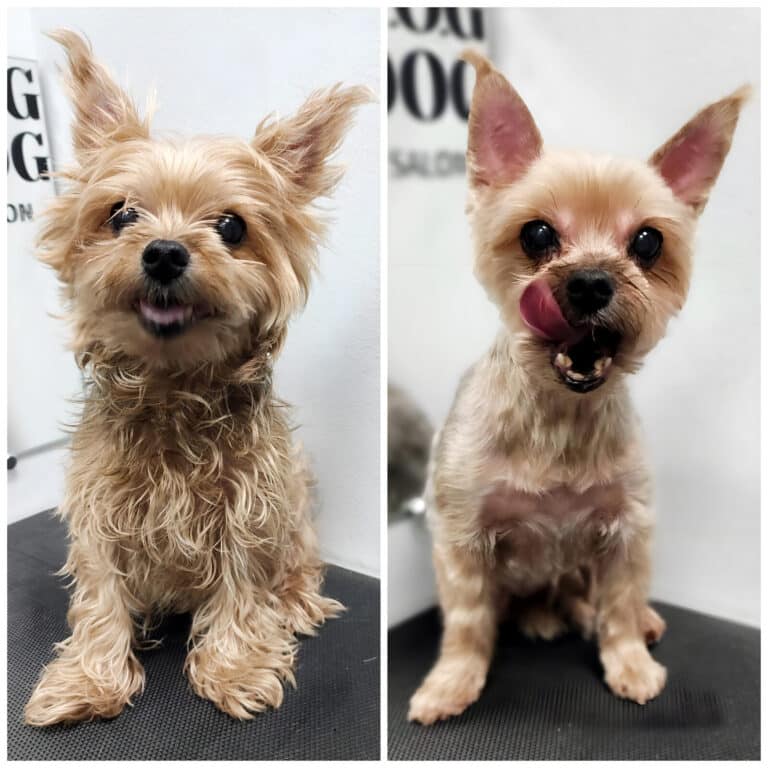 Колаж зі стрижкою золотистого йорка, яку обрали власники для полегшення домашнього догляду