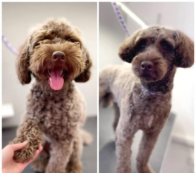 Коричневий мальтіпу перед грумінгом дав передню праву лапку, а після - навіть не хоче дивитись