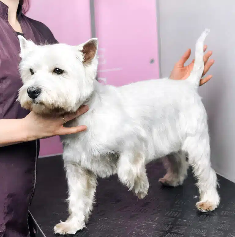 Вест підняв ліву передню лапку, а грумер притримує його за шию та хвіст для демонстрації стрижки
