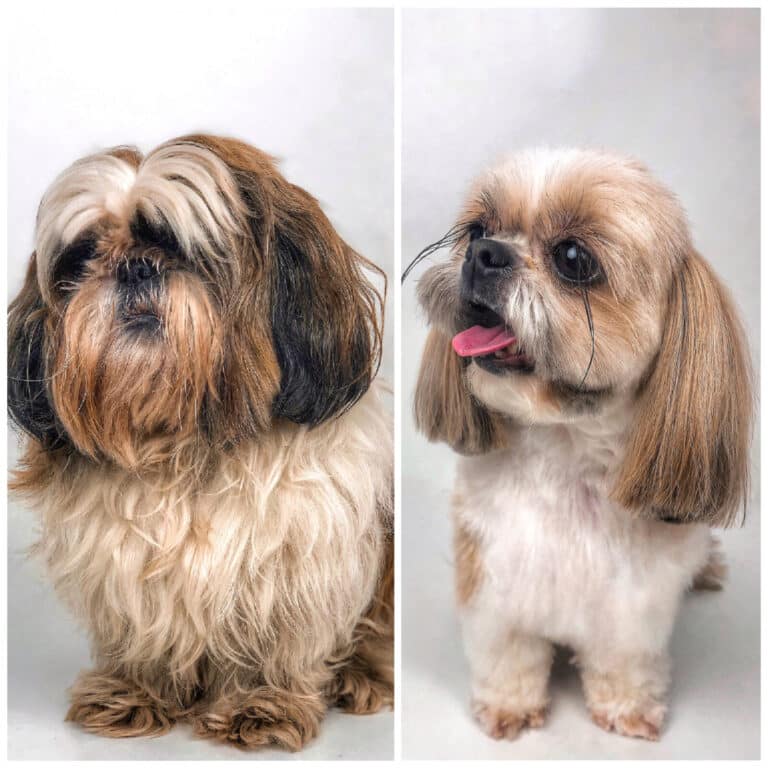 Колаж зі стрижкою ши-цу, на якому видно разючу різницю після професійного догляду