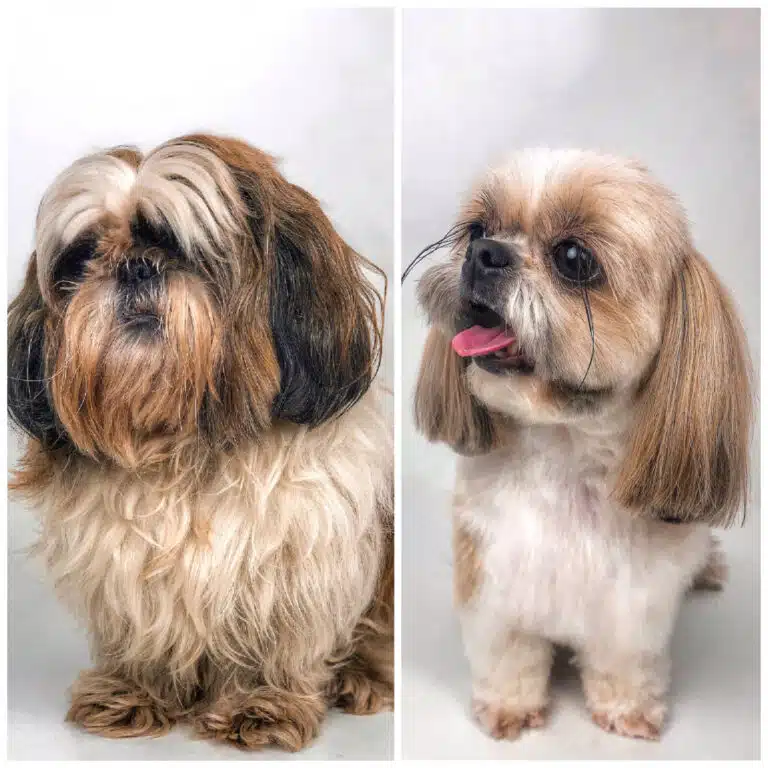 Колаж зі стрижкою ши-цу, на якому видно разючу різницю після професійного догляду