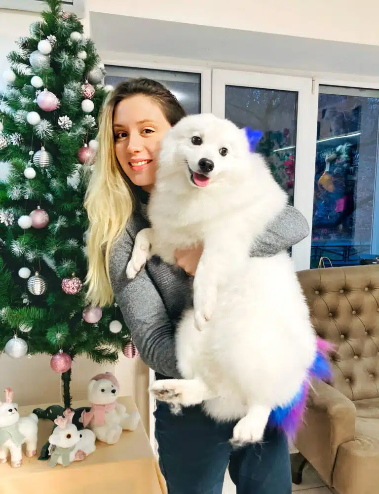 Дівчина зі світлими кінчиками волосся тримає великого білого шпіца з пофарбованими вушками та хвостиком