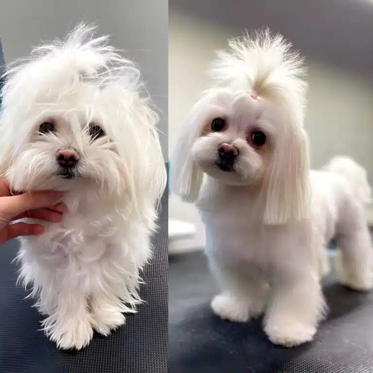 Перевтілення мальтезе на принцесу з топ кнотом на голові