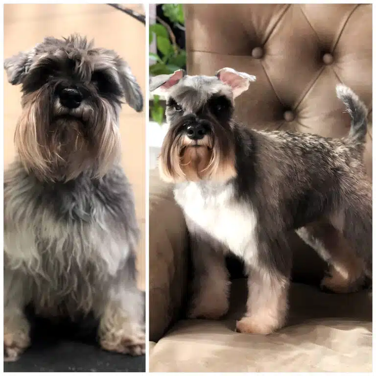 Перевтілення цвергшнауцера за допомогою породної стрижки брів та бороди