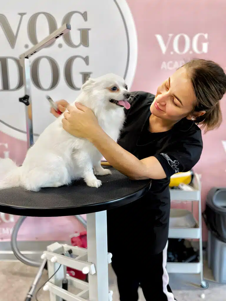 Дівчина в чорних штанах у білу смужку розчісує шерсть на спині білого шпіца, який сидить на високому столі