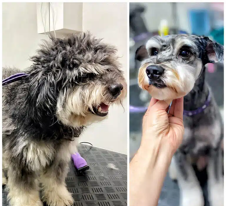 Перед стрижкою цвергшнауцер має агресивний вигляд, а після - милий та спокійний