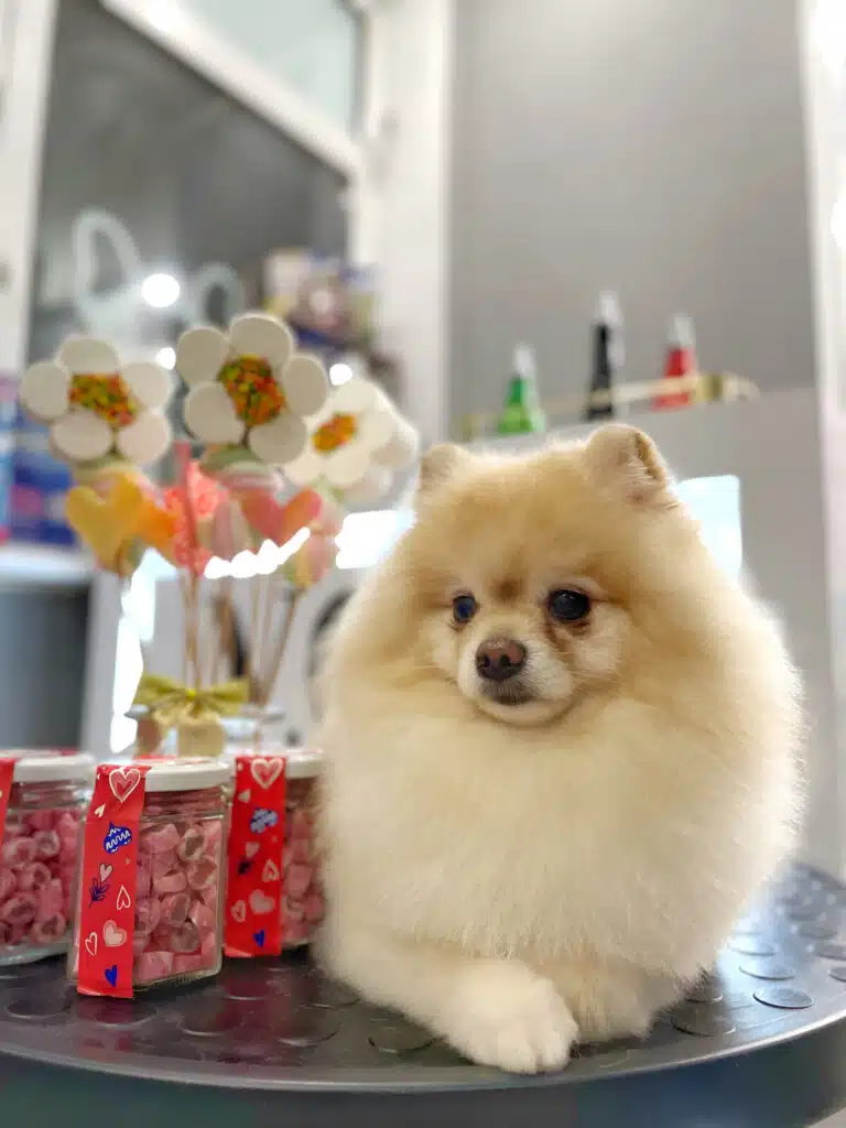 Світлий шпіц лежить на круглому столику поруч зі смаколиками у вигляді квітів та сердечок