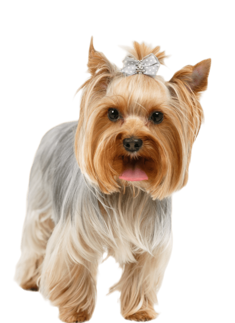 How to Groom A Yorkie (Puppy Cut) Yorkshire Terrier - Do-It-Yourself Dog  Grooming - YouTube
