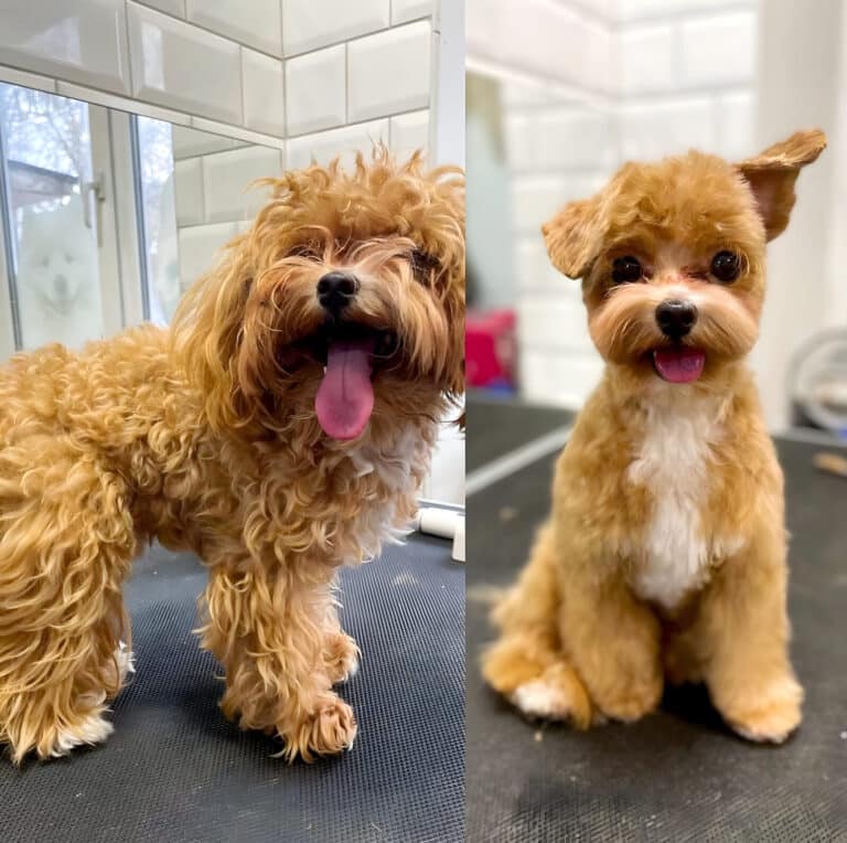 Після стрижки мальтіпу з білою грудкою має маленьку овальну голову з забритими гострими вушками та плюшевий корпус