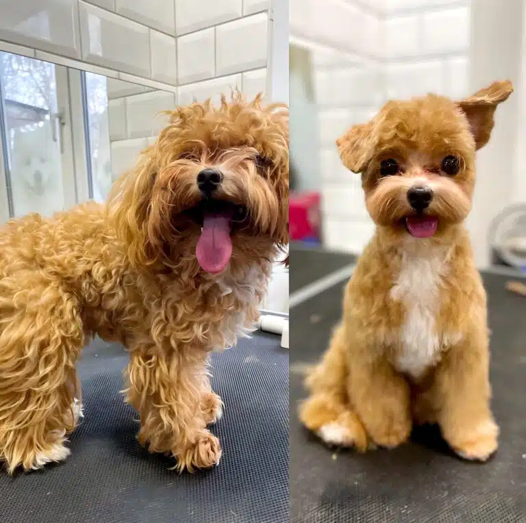 Після стрижки мальтіпу з білою грудкою має маленьку овальну голову з забритими гострими вушками та плюшевий корпус