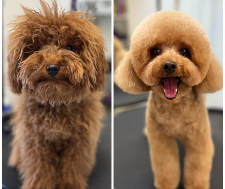 Мальтіпу з заплутаною шерстю в руках грумера може перевтілитись у доглянутого пса