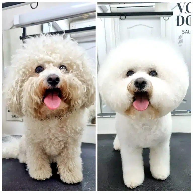 Грумінг-салон демонструє, як з брудного кучерявого бішона можна зробити білу хмаринку з ідеально округлою головою