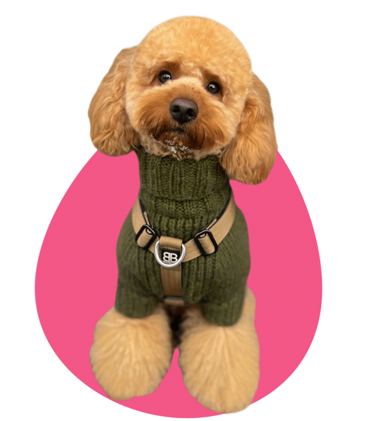 На рожевому фоні сидить світло-коричневий той-пудель в зеленому светрі та зі снігом на бороді