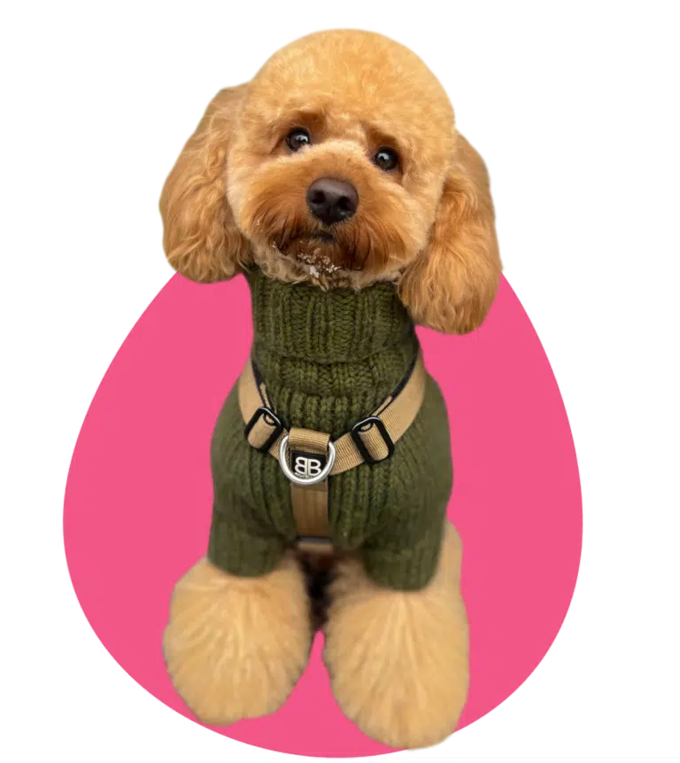 На рожевому фоні сидить світло-коричневий той-пудель в зеленому светрі та зі снігом на бороді