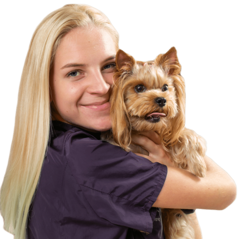 Грумерка в фіолетовій формі притулила до свого обличчя золотистого йорка з забритими вушками