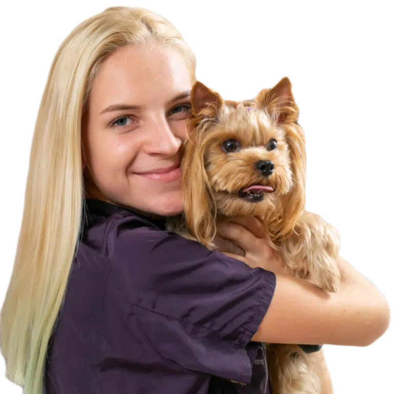 Грумерка в фіолетовій формі притулила до свого обличчя золотистого йорка з забритими вушками