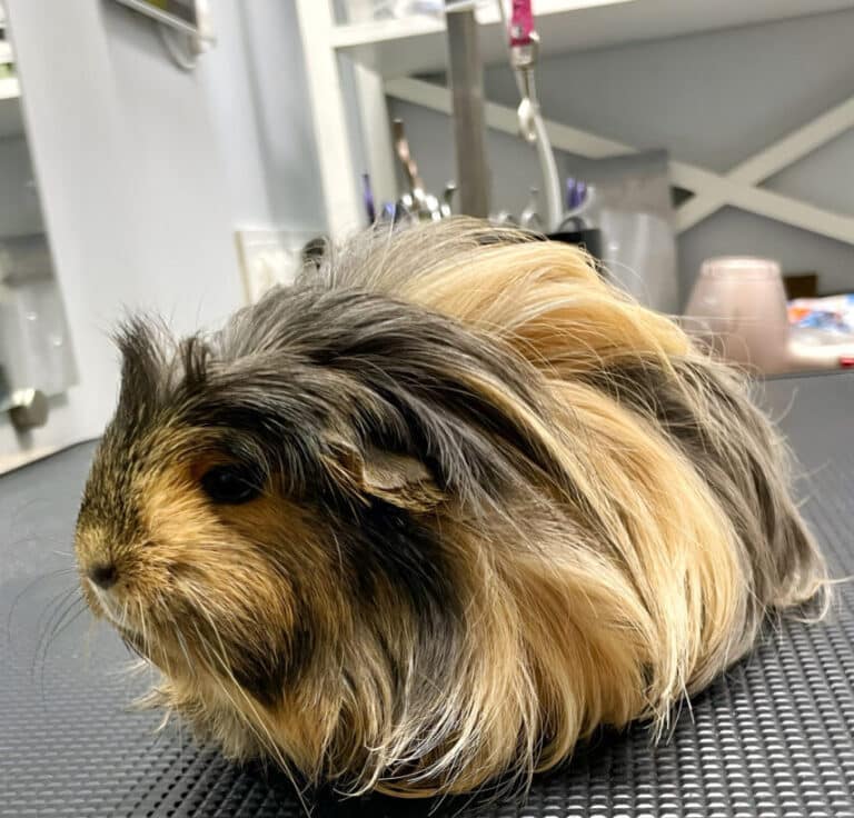 Довгошерста морська свинка з білими вусами сидить на столику, до якого прикріплені грумерські ножиці