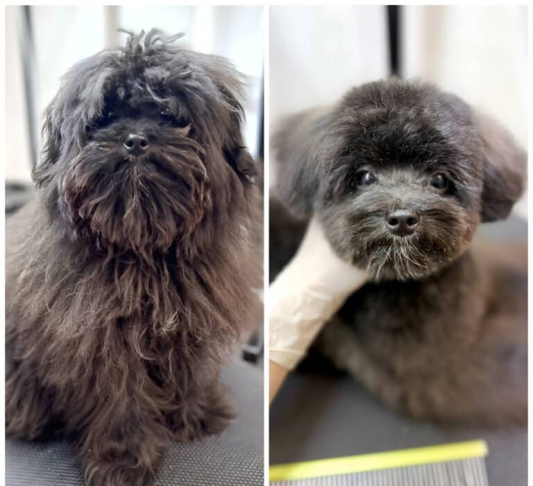 Темно-коричневий мальтіпу після стрижки грумера помолодів та став красивішим