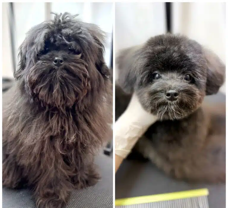 Темно-коричневий мальтіпу після стрижки грумера помолодів та став красивішим