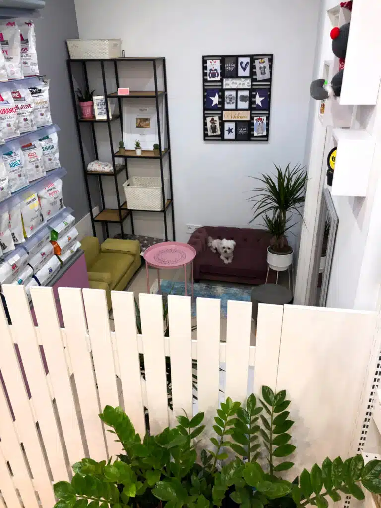 З огорожею на дивані лежить білий пес, відпочиваючи після грумінгу