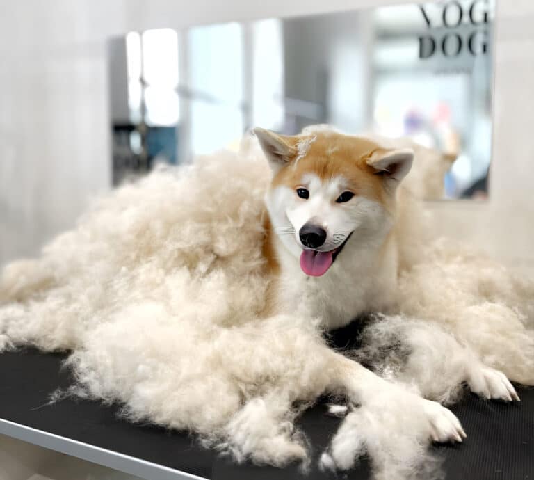 Салон краси для собак і котів - V.O.G DOG SALON