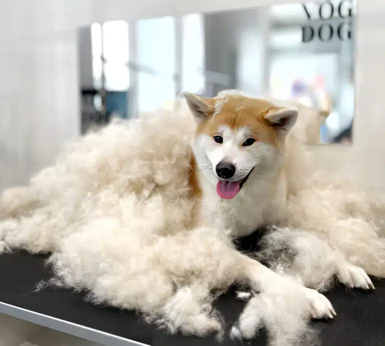 Акіта-іну ховається в купі вичесаного підшерстя поруч з прямокутним дзеркалом