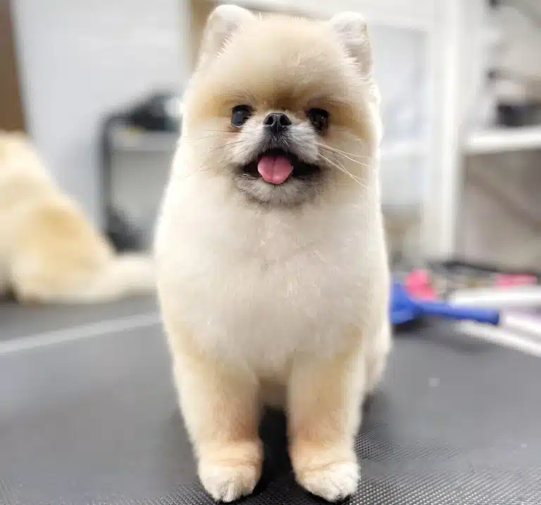Коротко підстрижений шпіц схожий на ведмедика після закінчення грумінгу в салоні