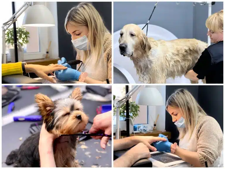 Колаж з послуг, які надає салон власникам та їх собачкам