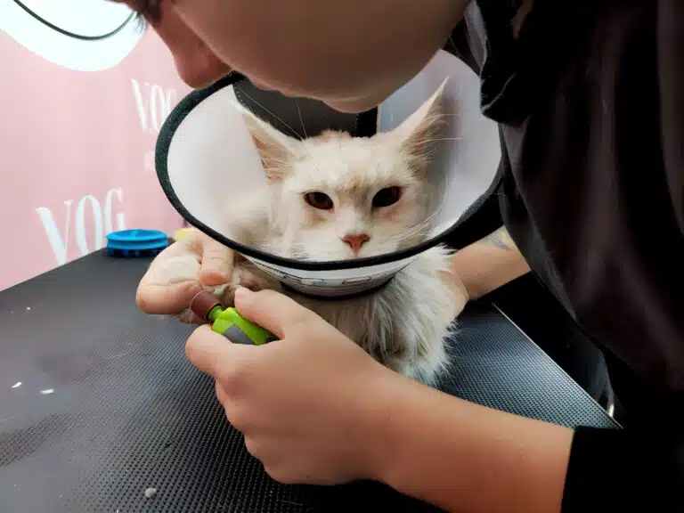 Грумерка вдягла комір мейн-куну на шию, щоб запиляти кігті зеленим гріндером