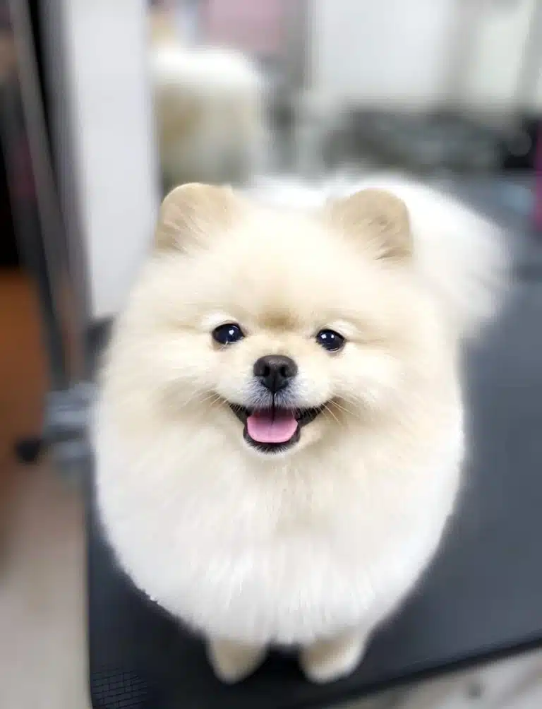 Кремовий шпіц з круглими вушками має чисту шерсть та щасливий вигляд